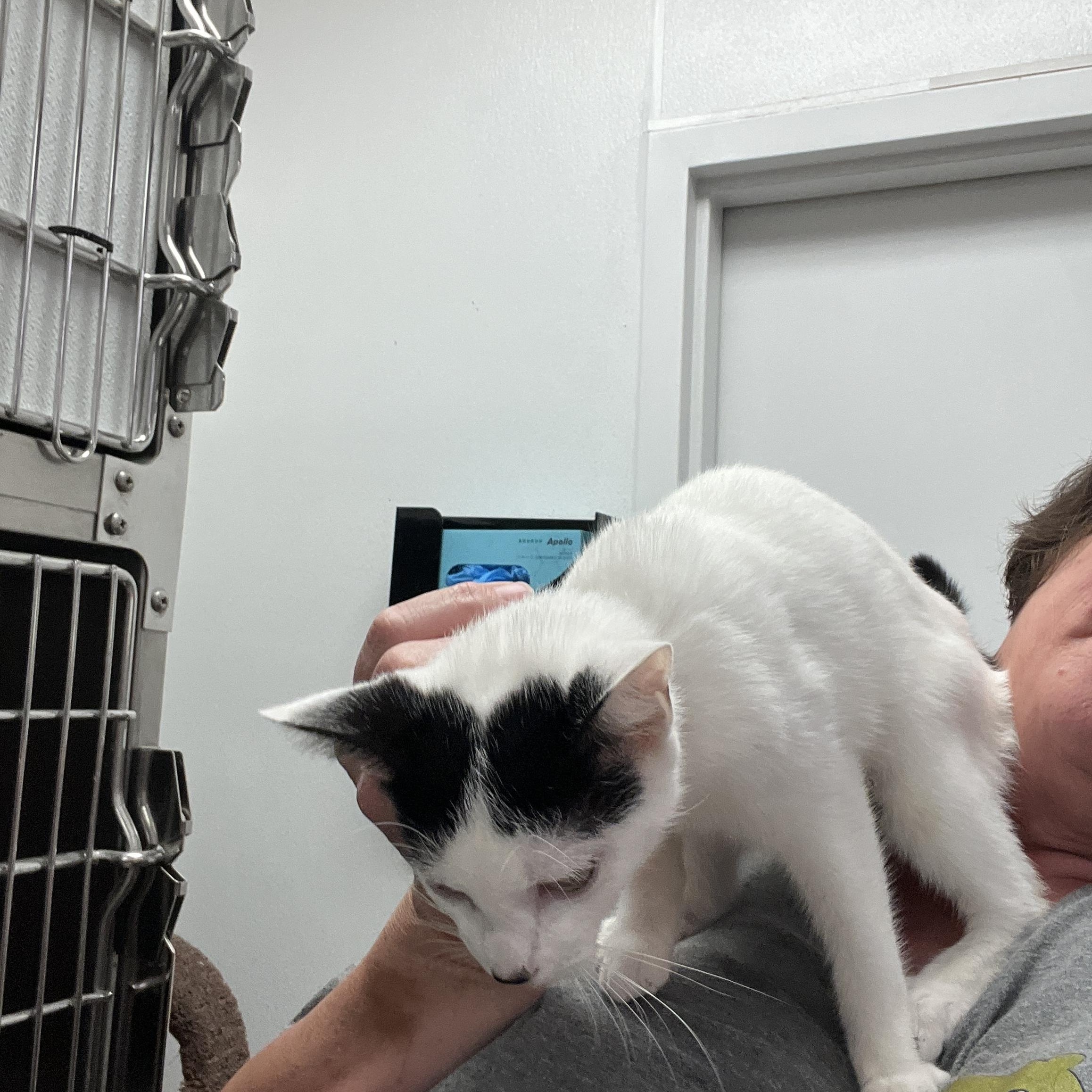 Enlarge Tahiti, a Adoptable mixed breed in Palmetto, FL image 2/4