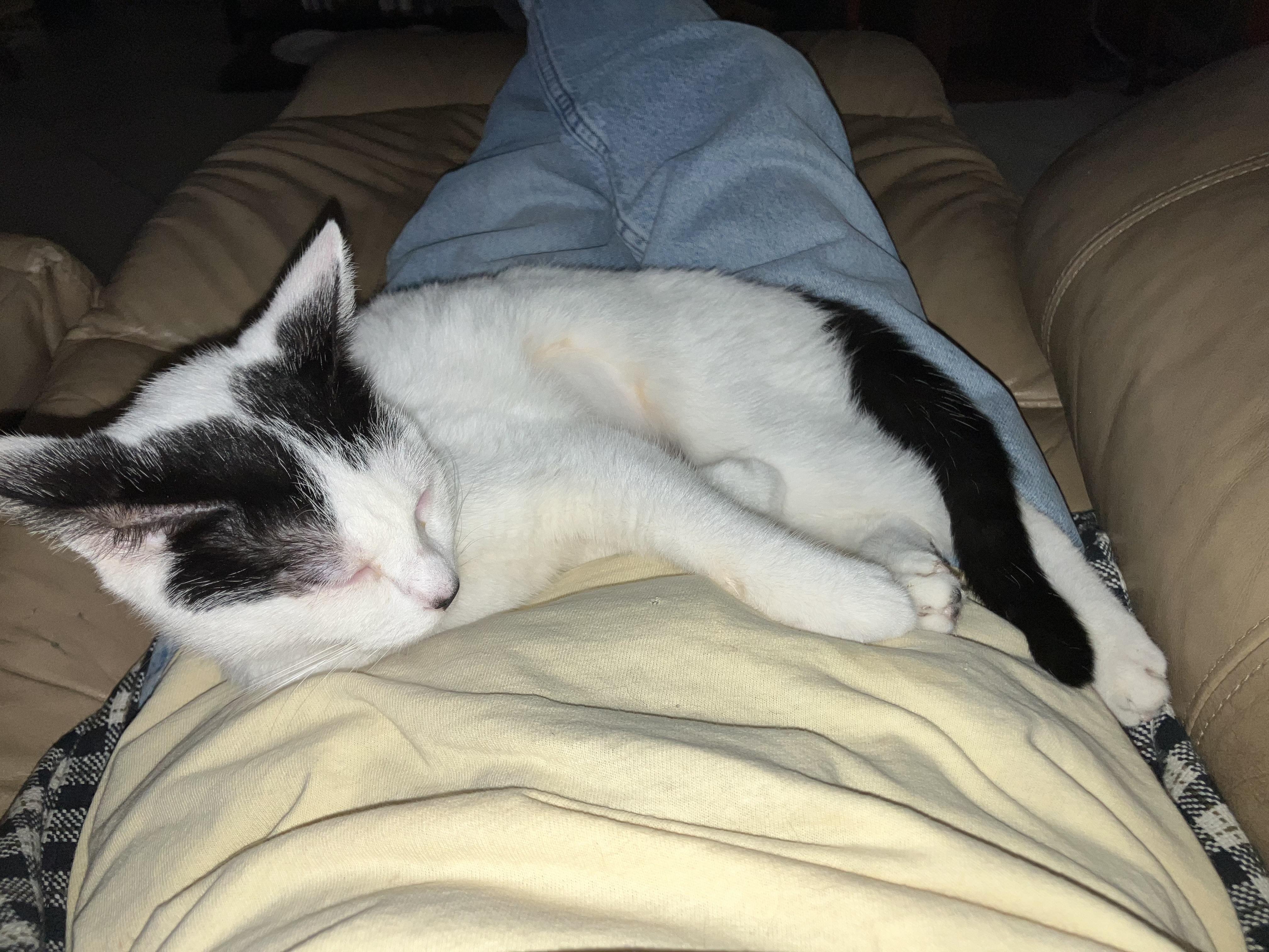 Enlarge Tahiti, a Adoptable mixed breed in Palmetto, FL image 4/4