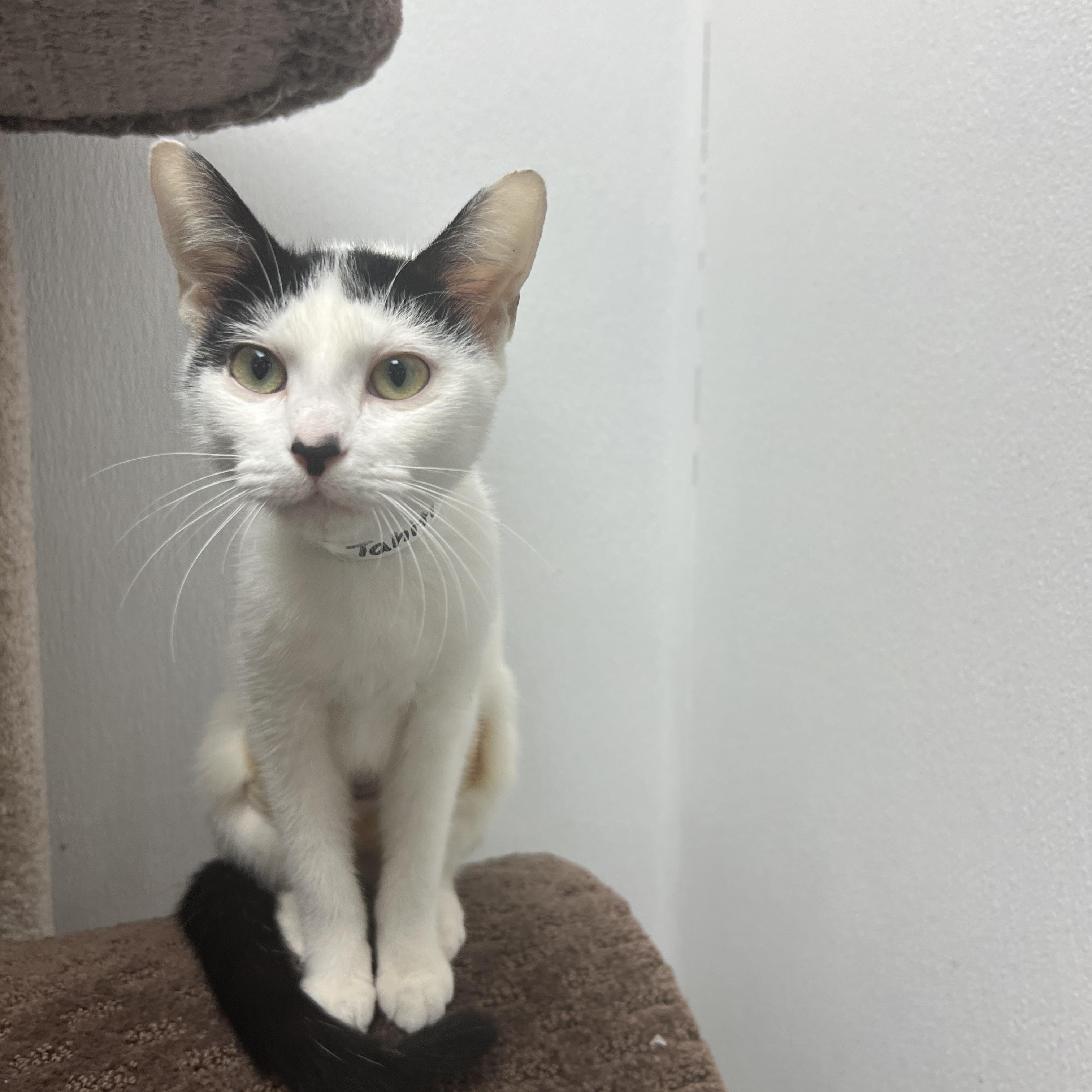 Tahiti, Adoptable, Kitten Female Domestic Short Hair.