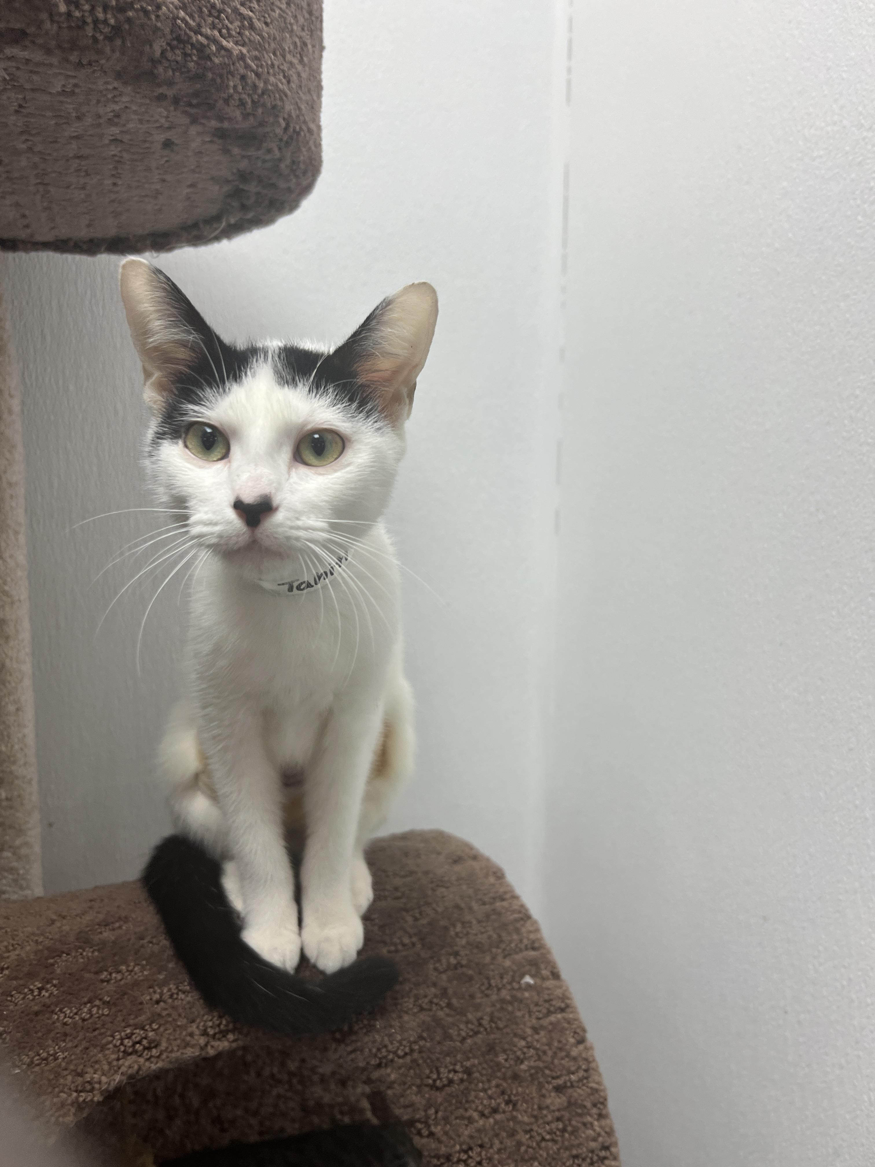 Tahiti, a Adoptable mixed breed in Palmetto, FL image 2/2