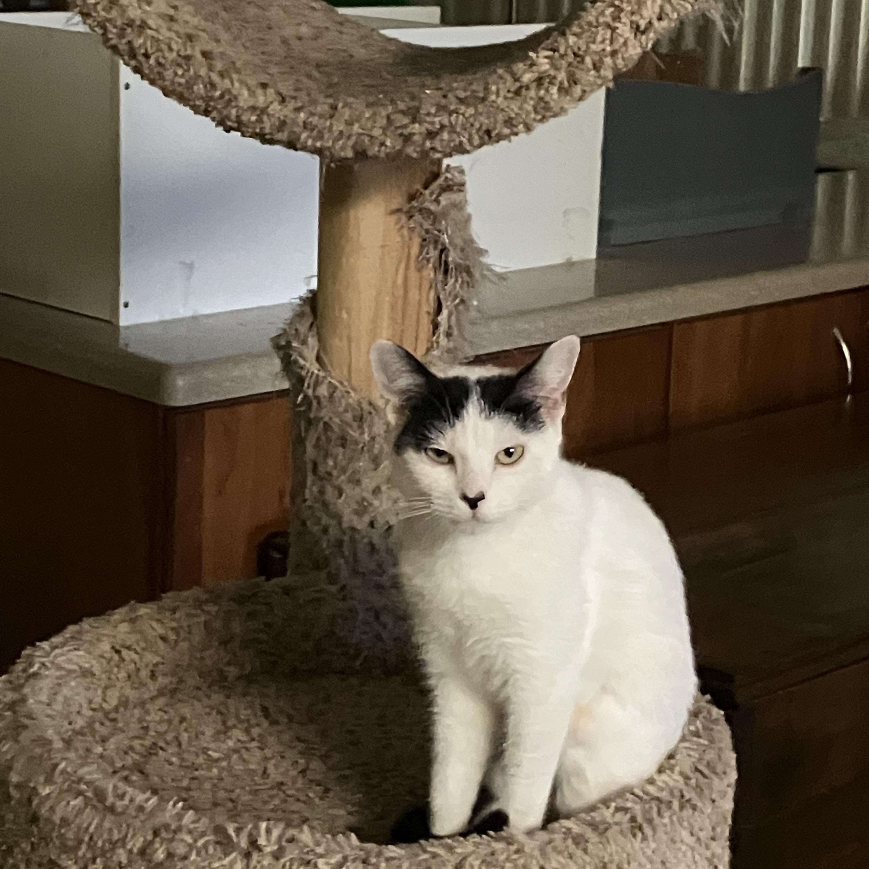 Enlarge Tahiti, a Adoptable mixed breed in Palmetto, FL image 1/4