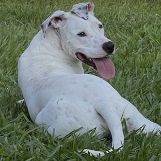 Pongo, a Adoptable mixed breed in Orlando, FL image 2/5