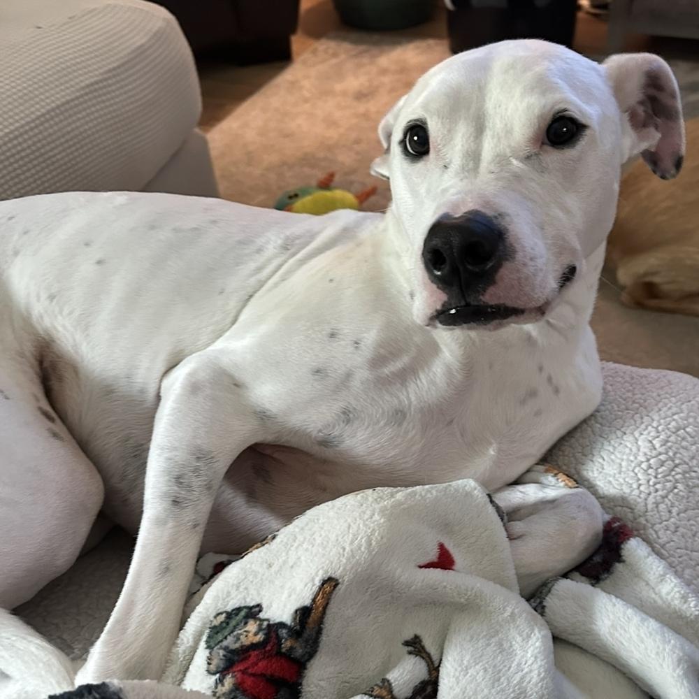 Pongo, a Adoptable mixed breed in Orlando, FL image 4/5