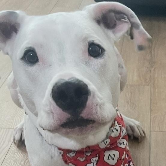 Enlarge Pongo, a Adoptable mixed breed in Orlando, FL image 4/6