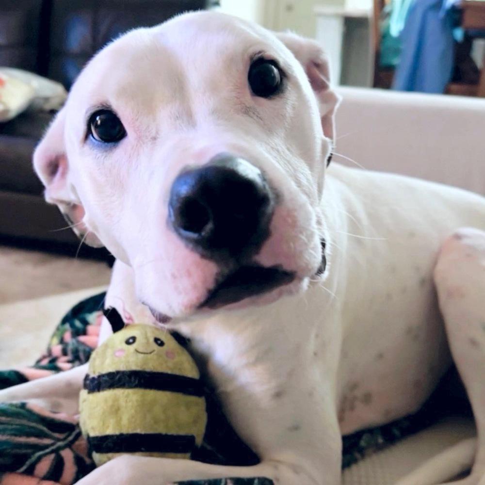 Enlarge Pongo, a Adoptable mixed breed in Orlando, FL image 5/6