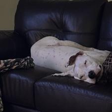 Pongo, a Adoptable mixed breed in Orlando, FL image 5/5