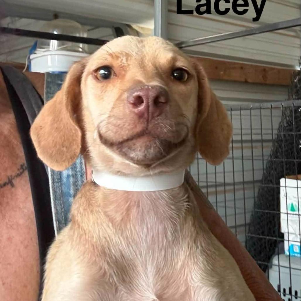 Enlarge Lacey, a Adoptable mixed breed in Park Falls, WI image 2/5