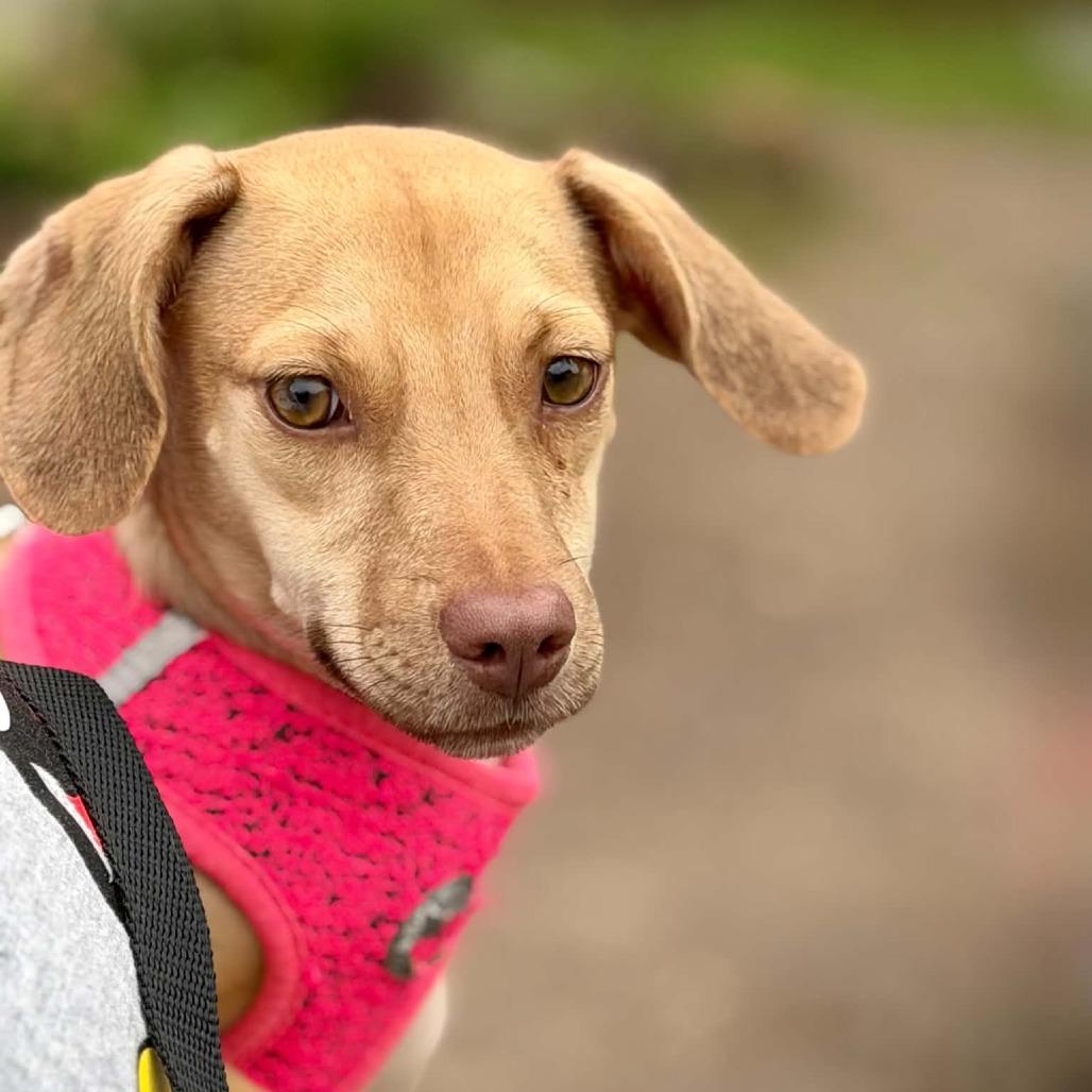 Enlarge Lacey, a Adoptable mixed breed in Park Falls, WI image 3/5