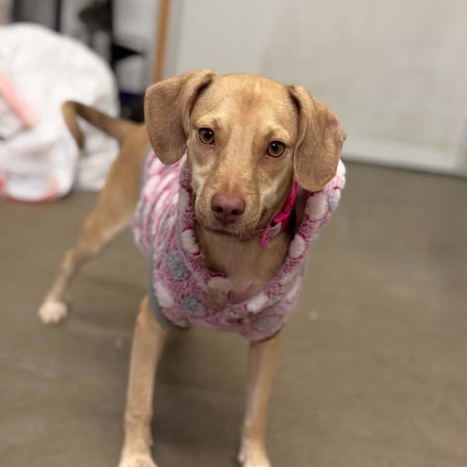 Enlarge Lacey, a Adoptable mixed breed in Park Falls, WI image 4/5