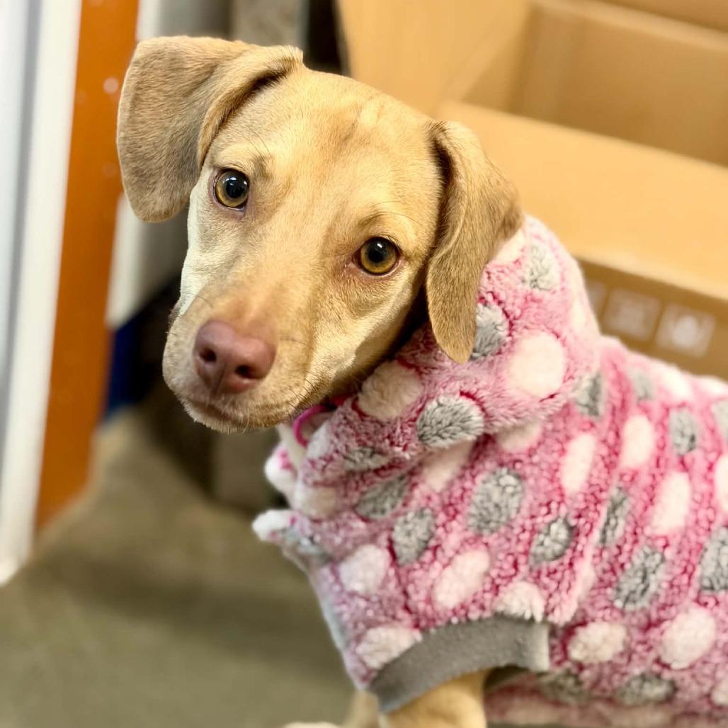 Enlarge Lacey, a Adoptable mixed breed in Park Falls, WI image 5/5