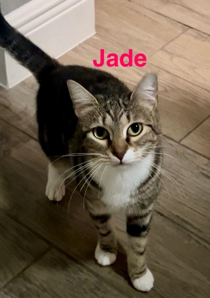 Enlarge Jade, a Adoptable Tabby in Fern Park, FL image 1/1
