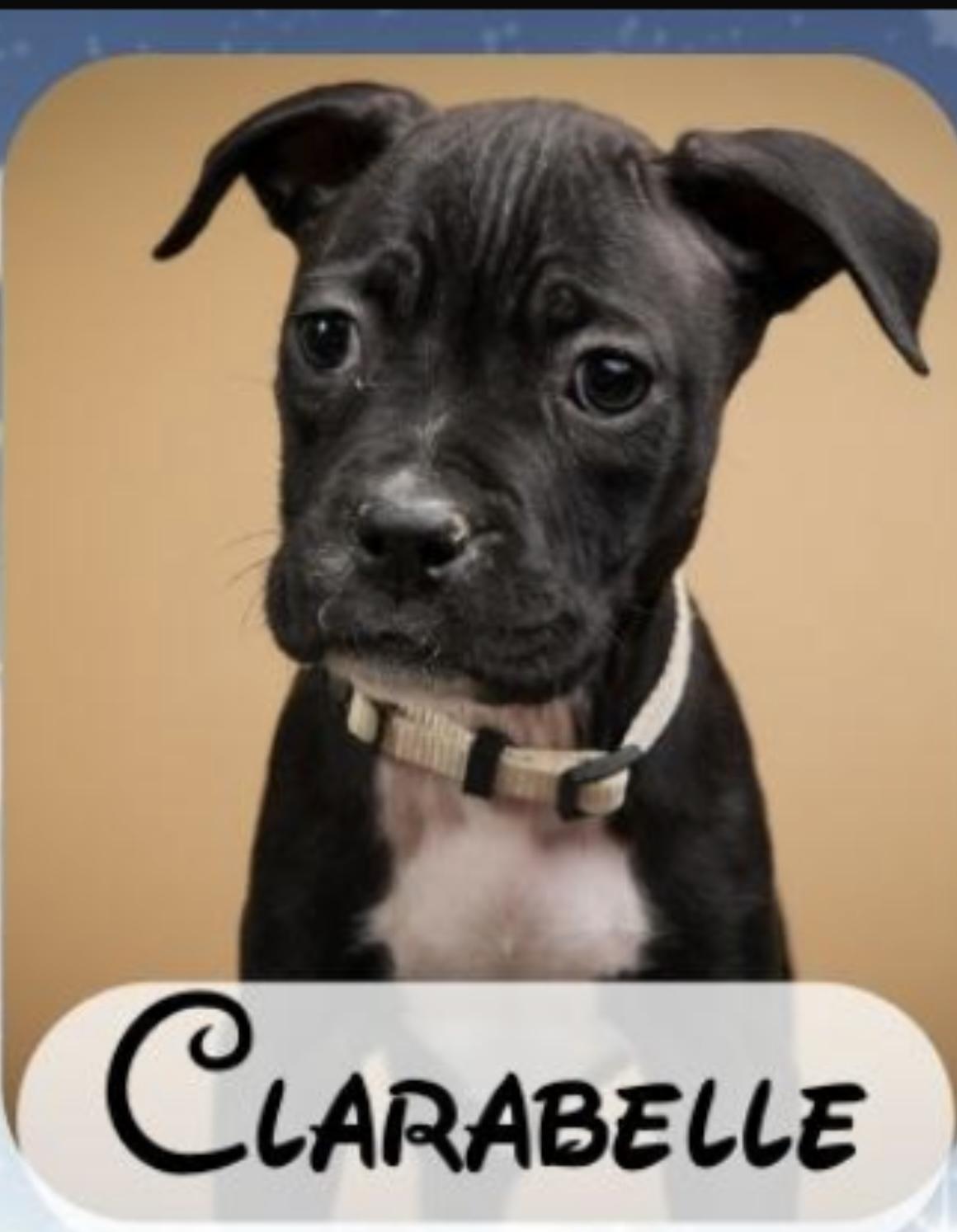 Clarabelle, a Adopted mixed breed in Lagrangeville, NY image 1/2