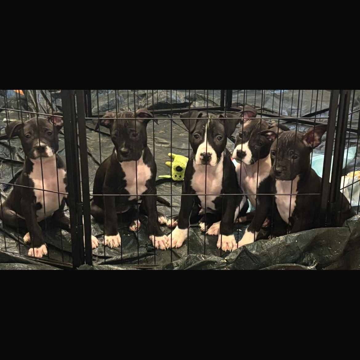 Clarabelle, a Adopted mixed breed in Lagrangeville, NY image 2/2