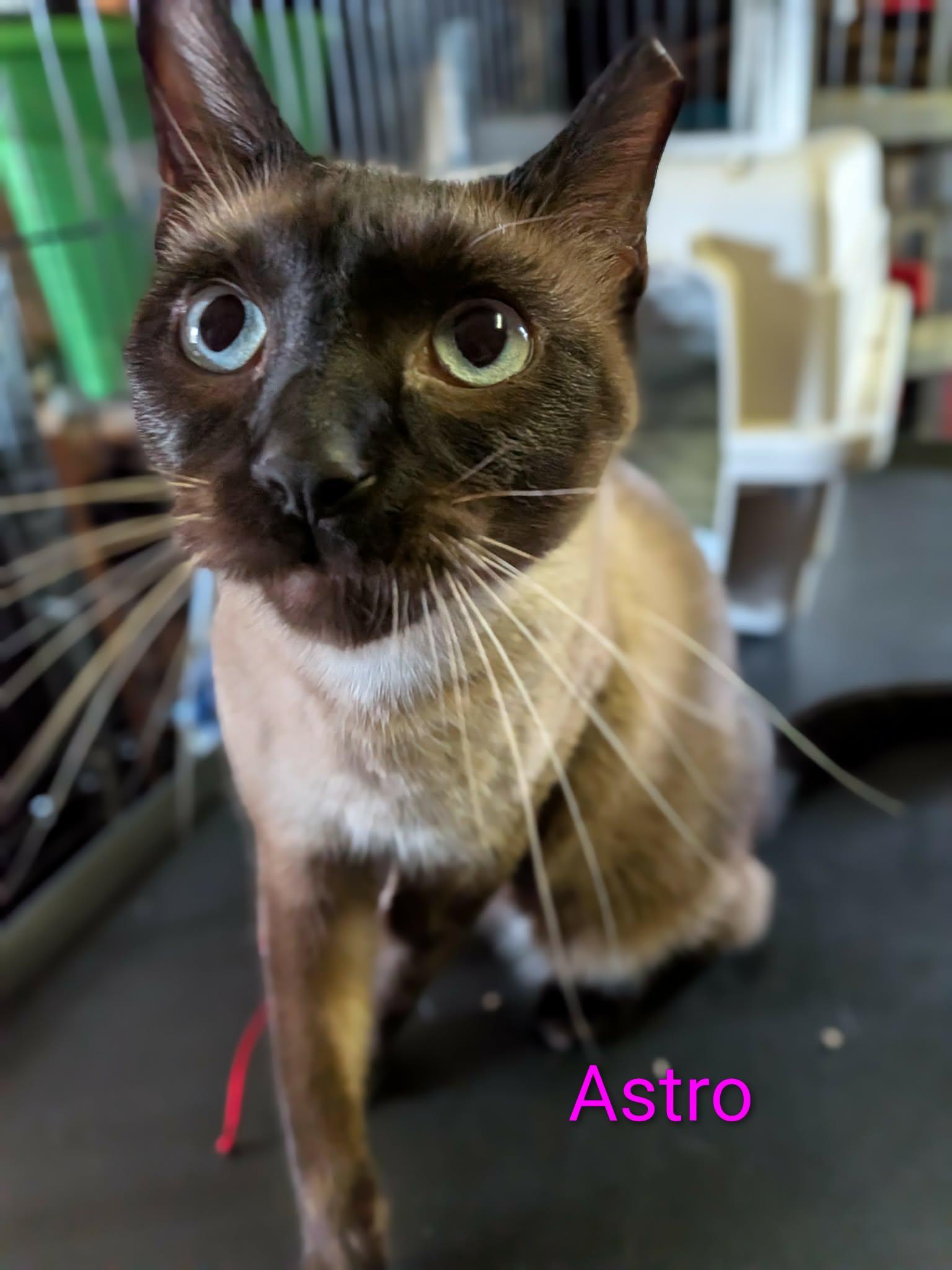 Enlarge Astro & Little Boy *BONDED PAIR*, an adopted Siamese in Fairborn, OH image 4/6