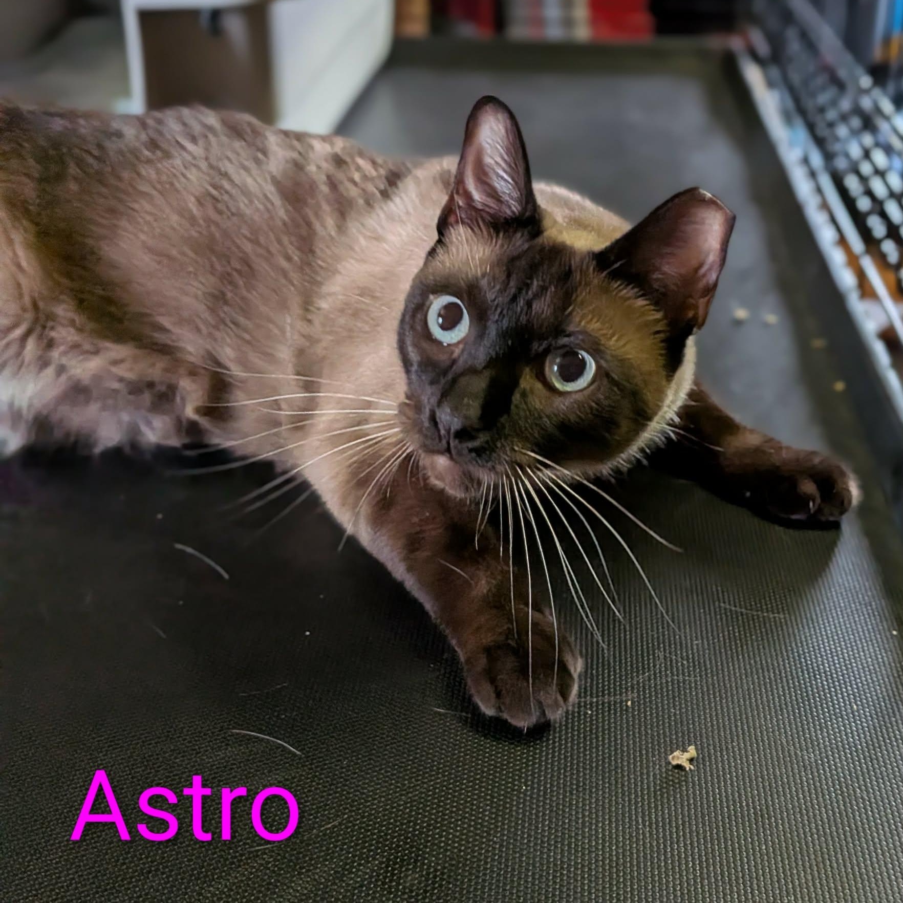 Enlarge Astro & Little Boy *BONDED PAIR*, an adopted Siamese in Fairborn, OH image 3/6