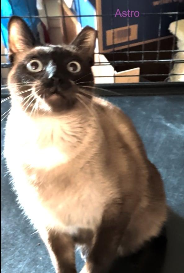 Enlarge Astro & Little Boy *BONDED PAIR*, an adopted Siamese in Fairborn, OH image 5/6