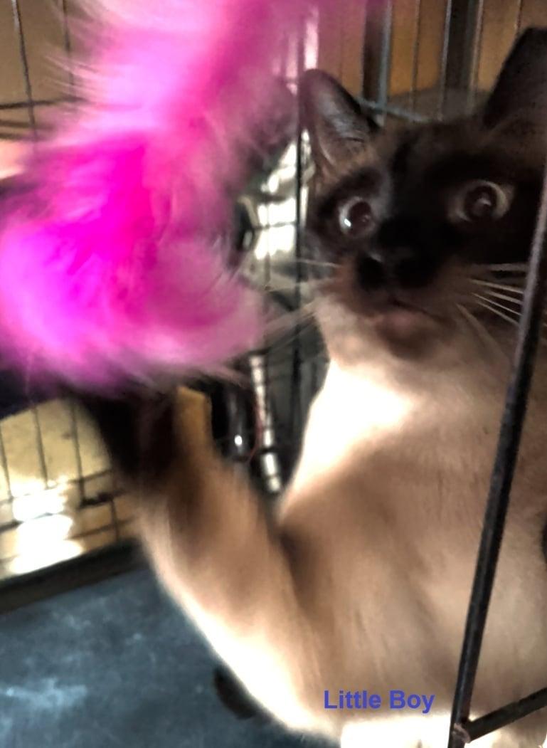 Enlarge Astro & Little Boy *BONDED PAIR*, an adopted Siamese in Fairborn, OH image 6/6