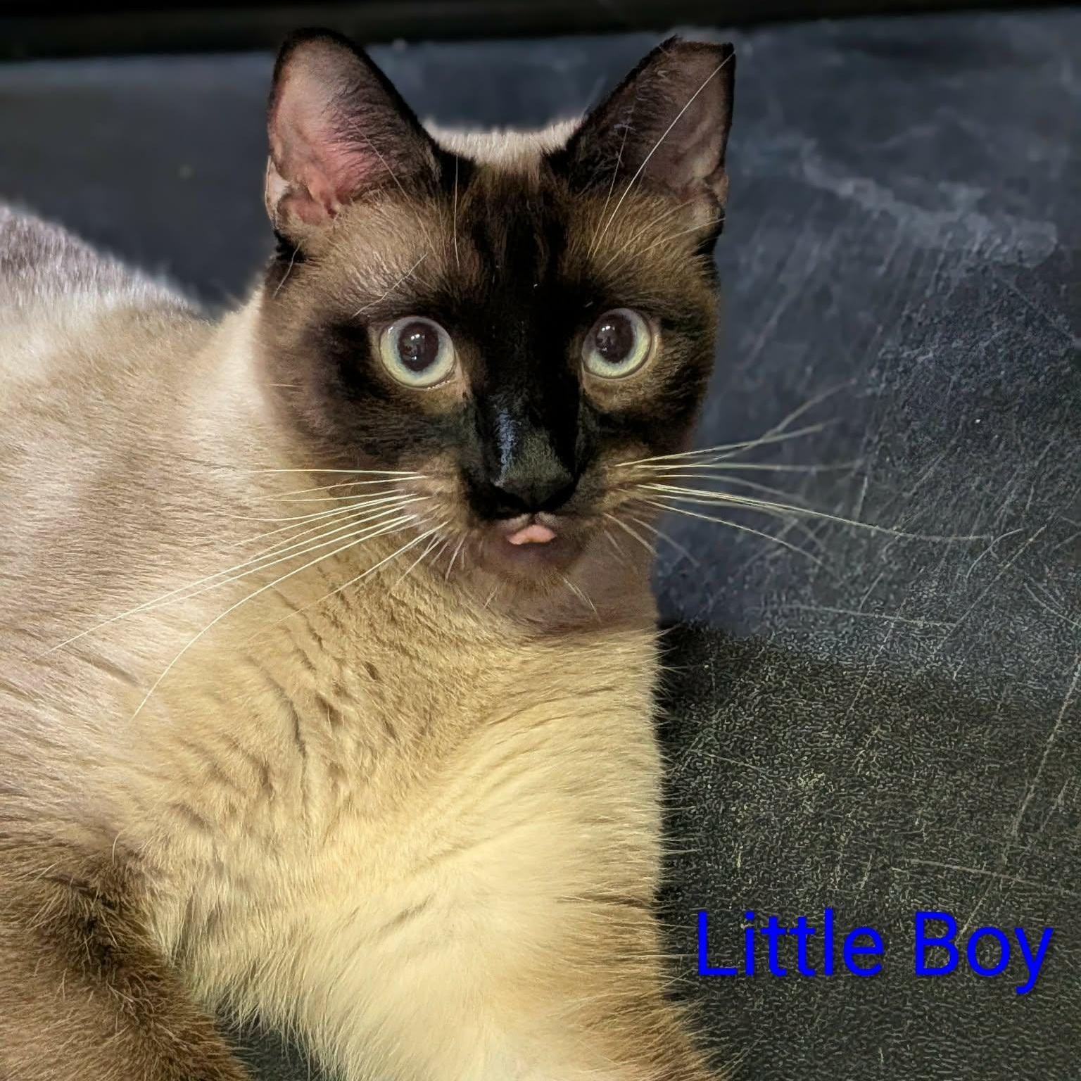 Astro & Little Boy *BONDED PAIR*, adopted, Young Male Siamese.