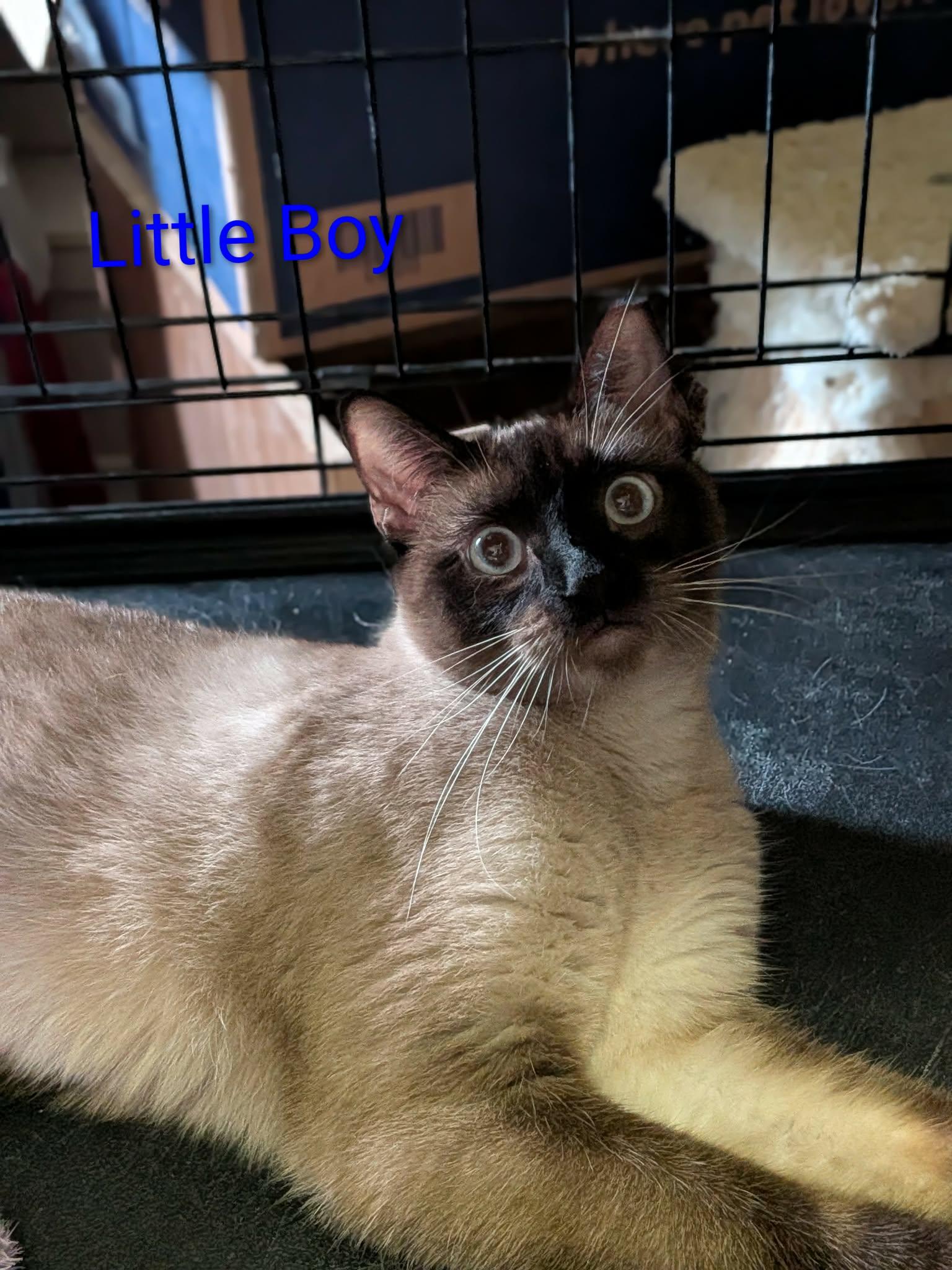 Enlarge Astro & Little Boy *BONDED PAIR*, an adopted Siamese in Fairborn, OH image 2/6