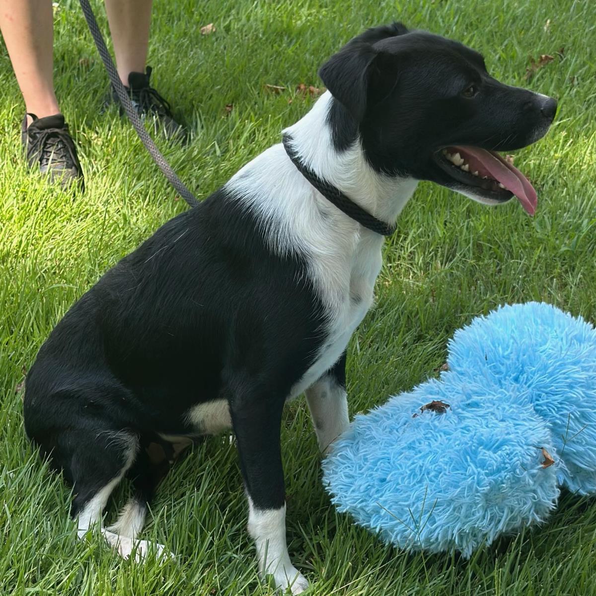 Ballena, a Adoptable mixed breed in Locust Fork, AL image 3/3