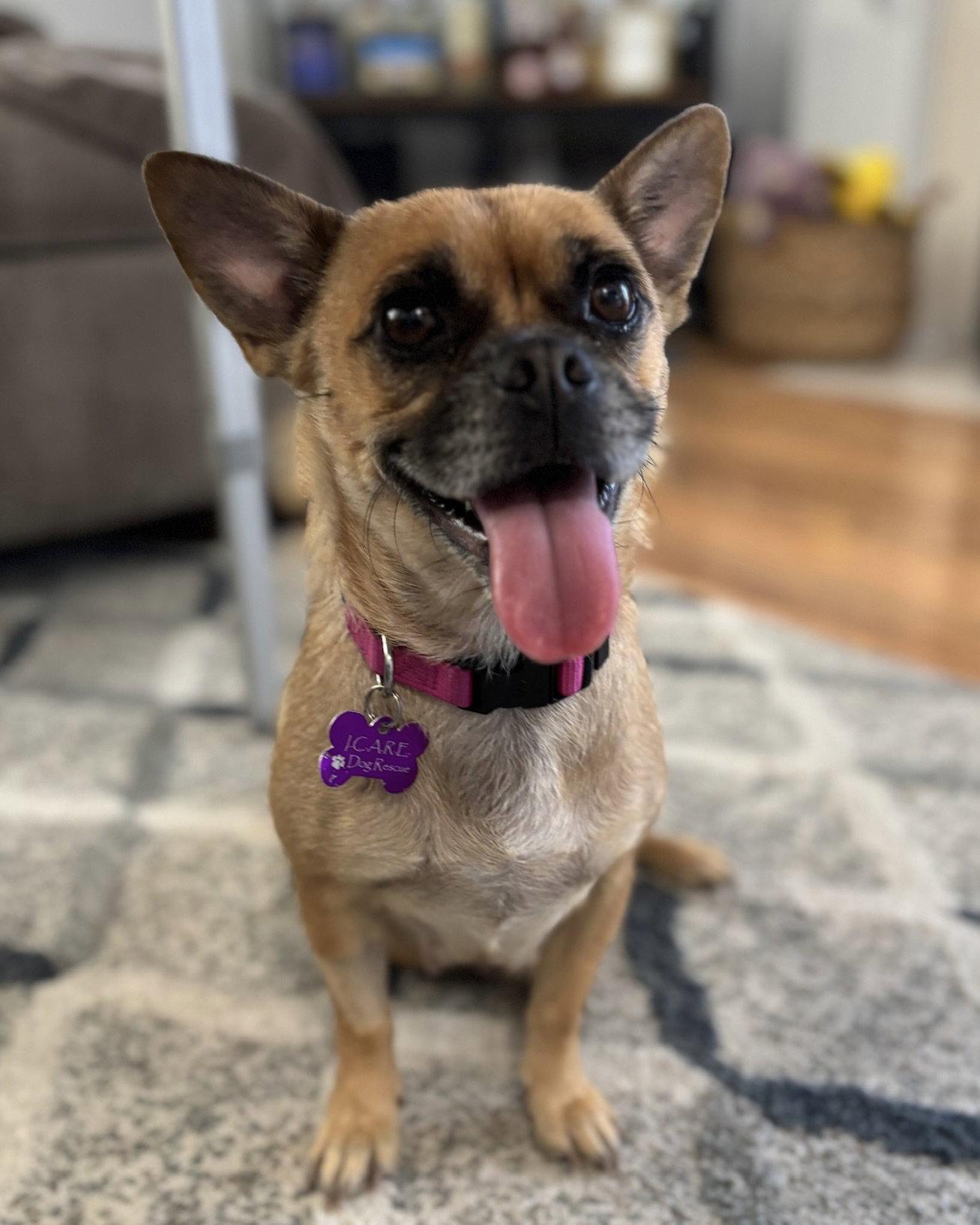 Enlarge Lola, a Adoptable mixed breed in Corona, CA image 1/3