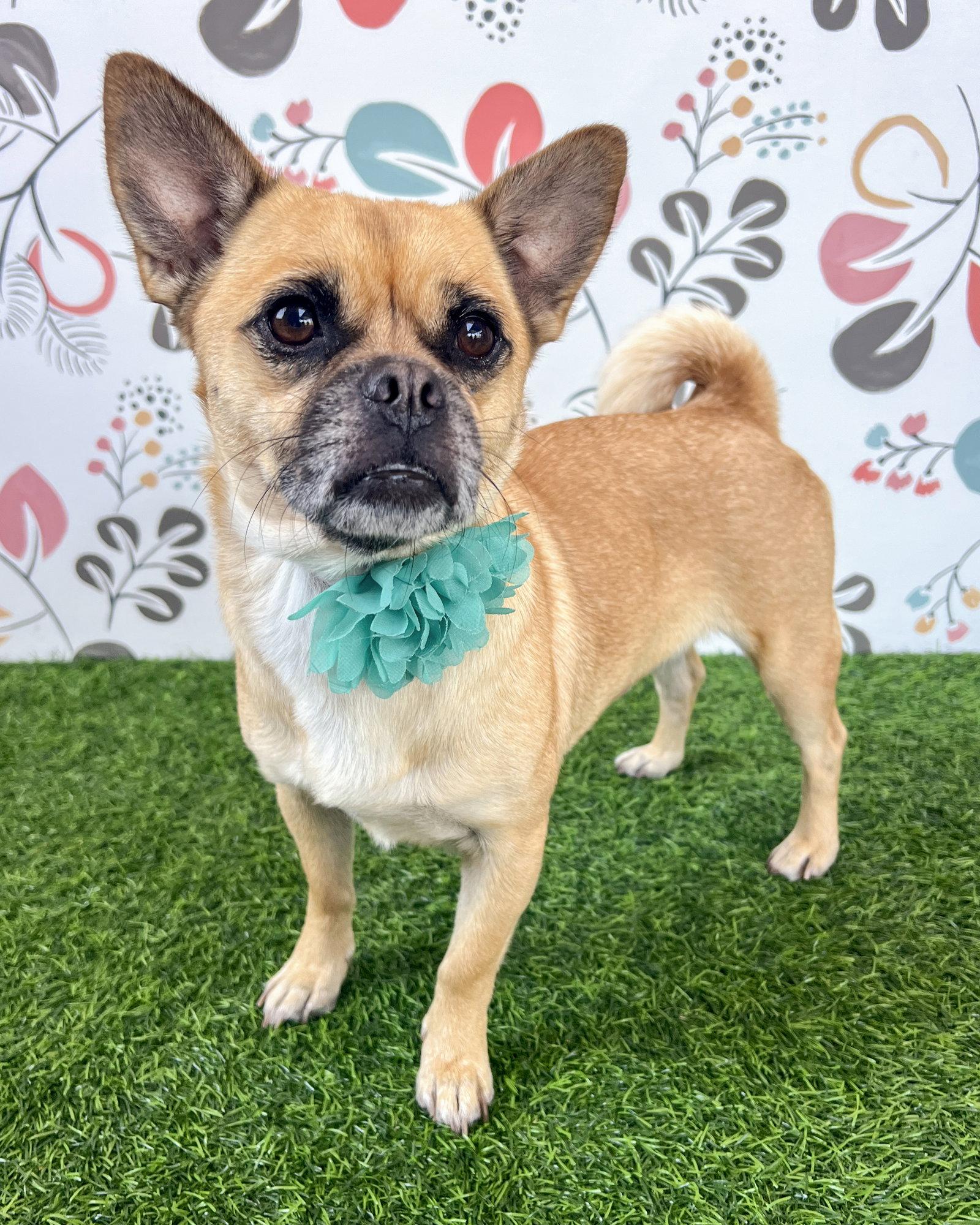 Enlarge Lola, a Adoptable mixed breed in Corona, CA image 2/3