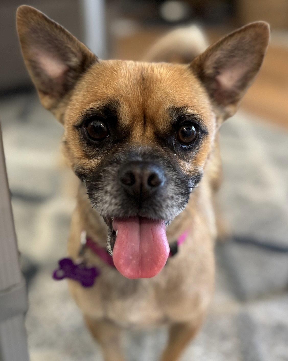 Enlarge Lola, a Adoptable mixed breed in Corona, CA image 3/3