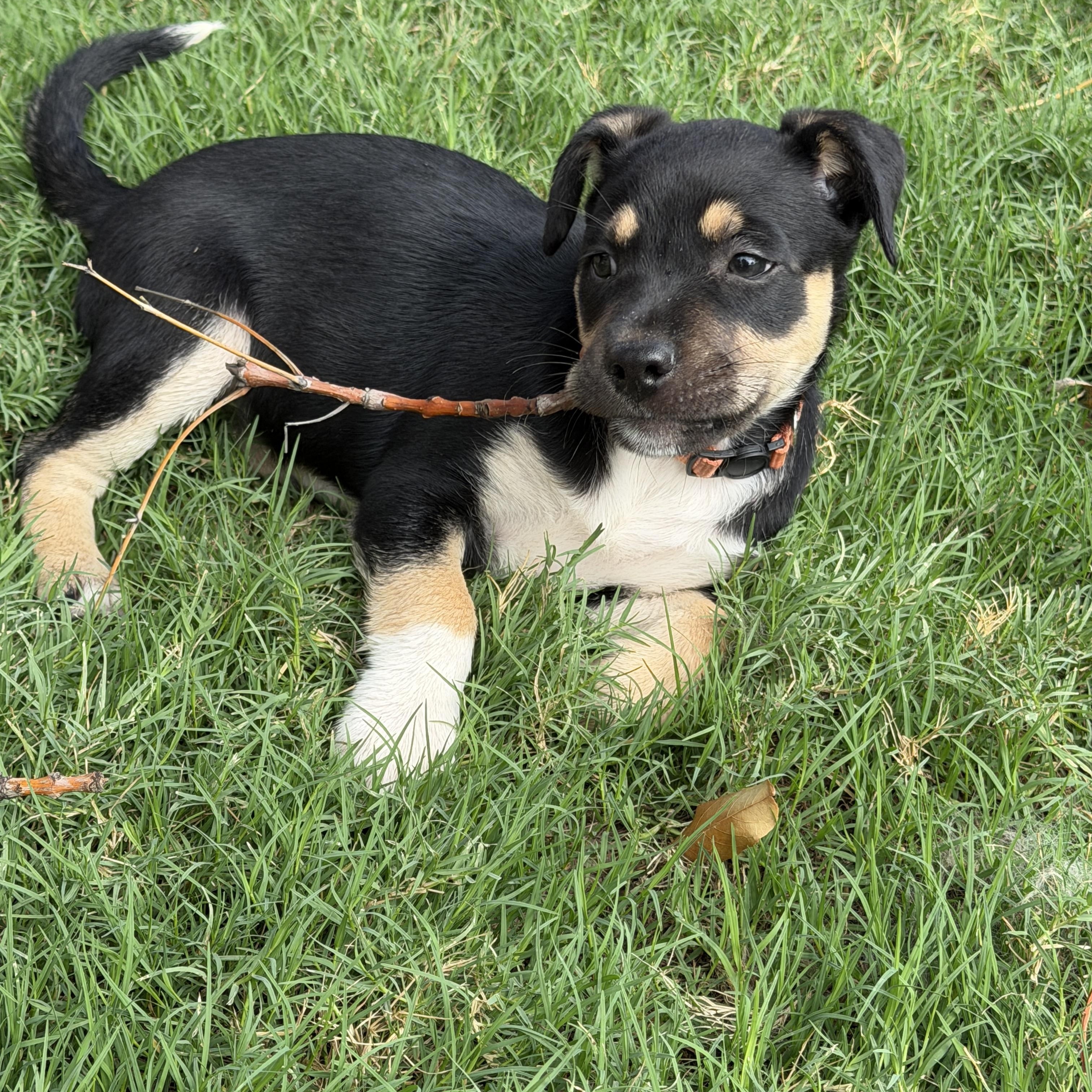 Enlarge Reide, a Adoptable mixed breed in Gilbert, AZ image 2/6