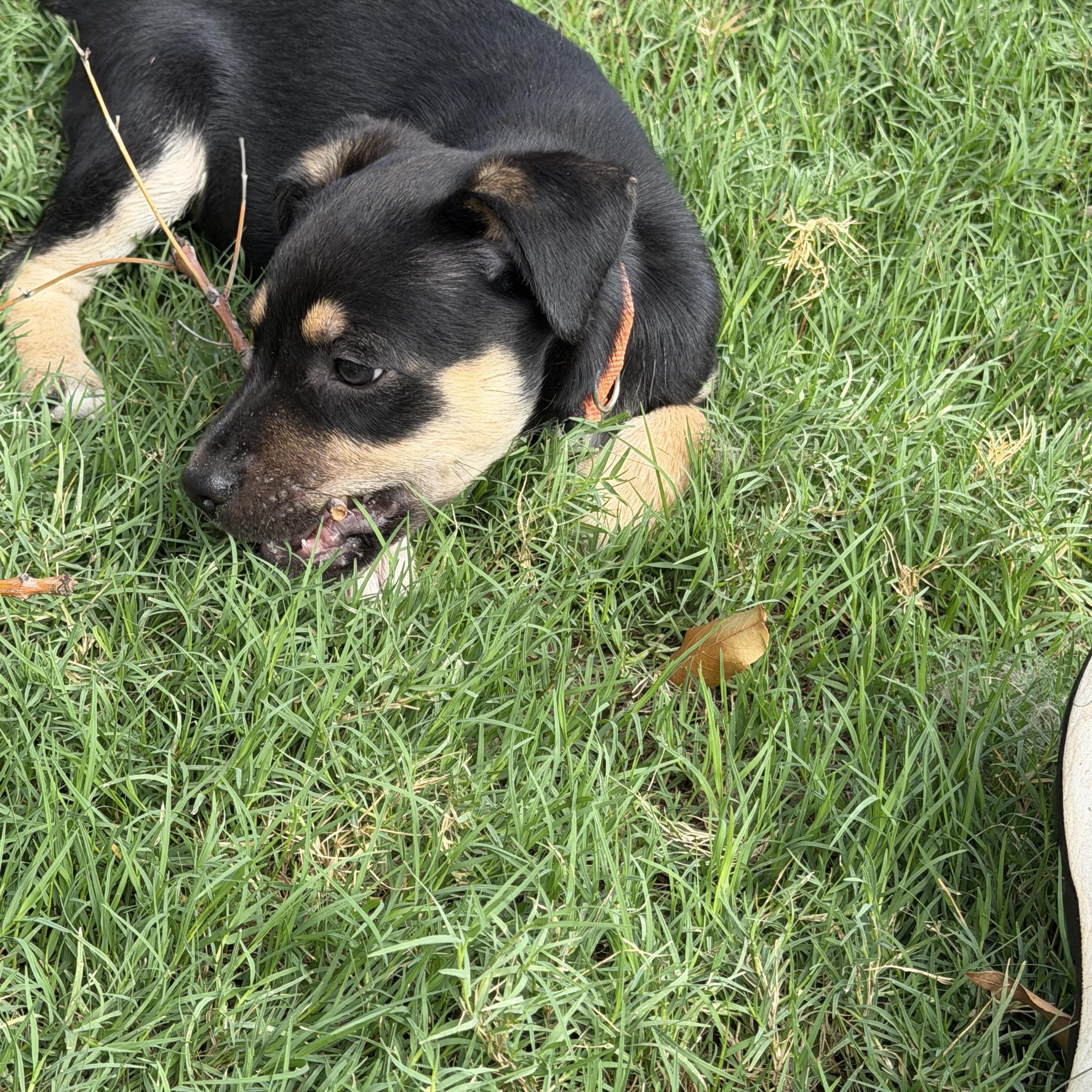 Enlarge Reide, a Adoptable mixed breed in Gilbert, AZ image 4/6