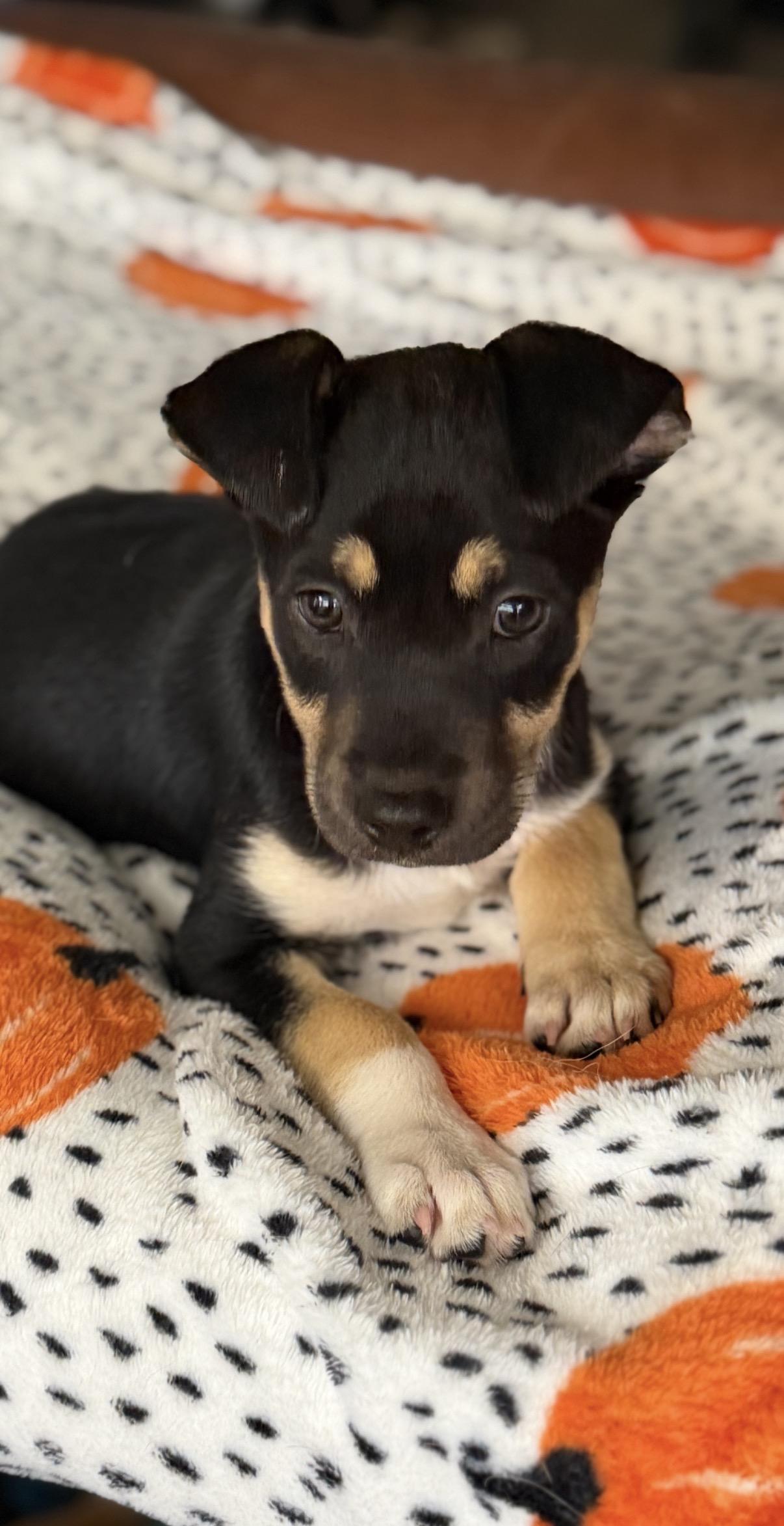 Enlarge Reide, a Adopted mixed breed in Gilbert, AZ image 1/6