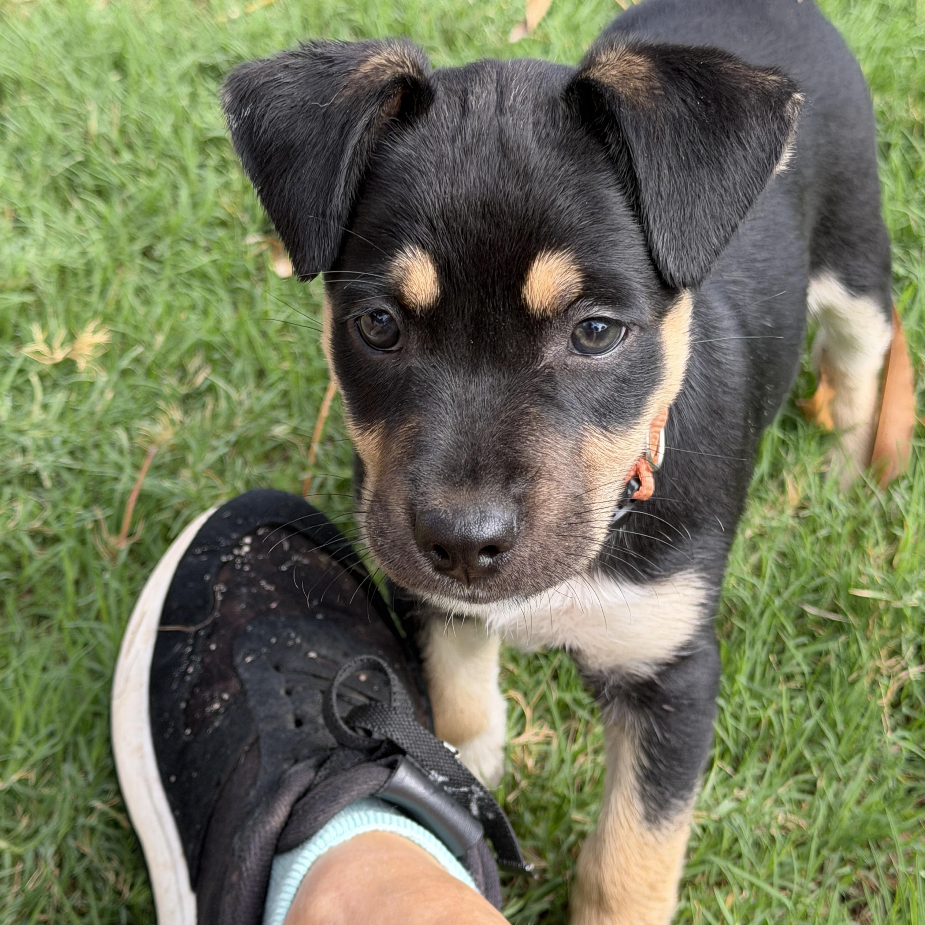Enlarge Reide, a Adoptable mixed breed in Gilbert, AZ image 1/6