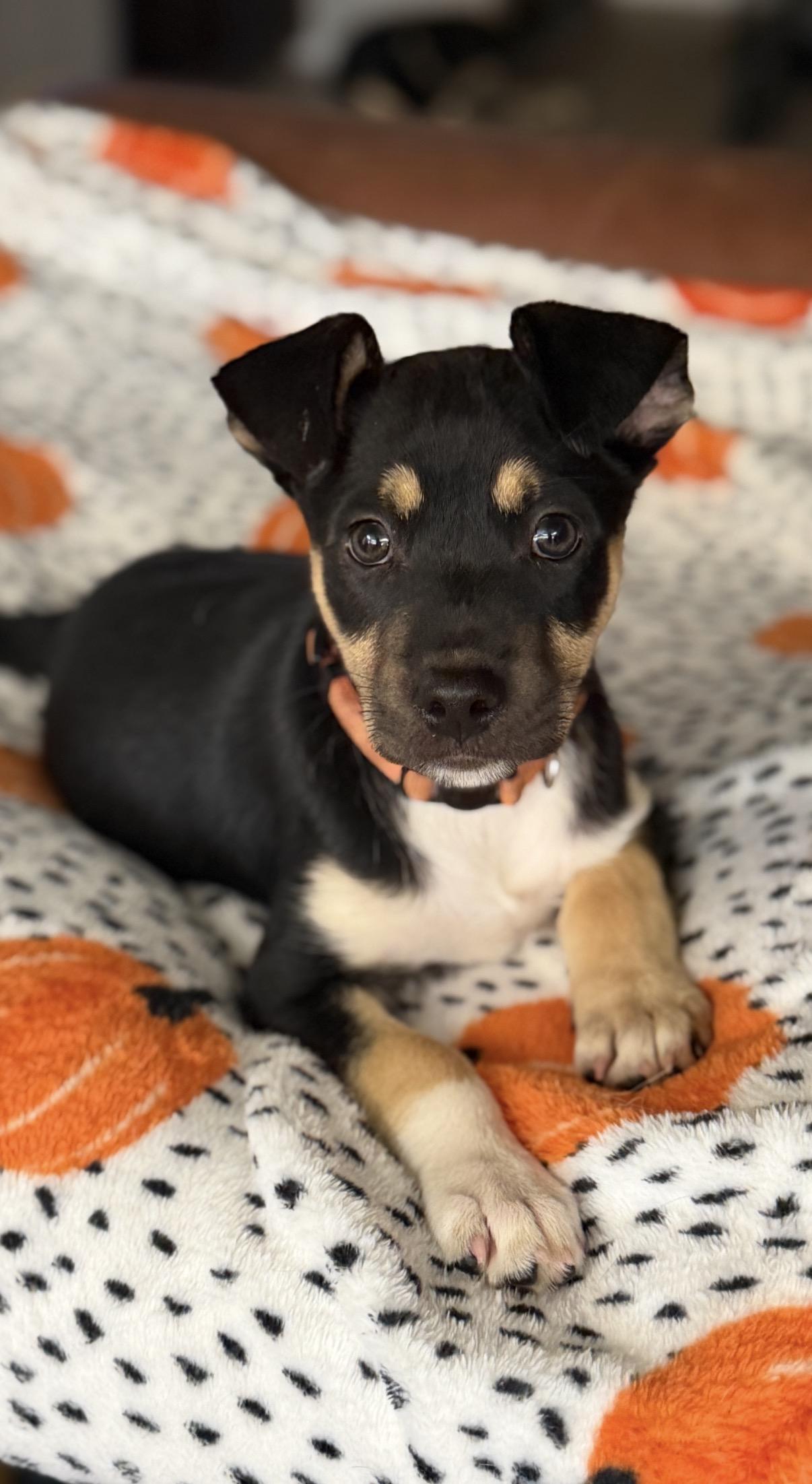 Enlarge Reide, a Adopted mixed breed in Gilbert, AZ image 5/6