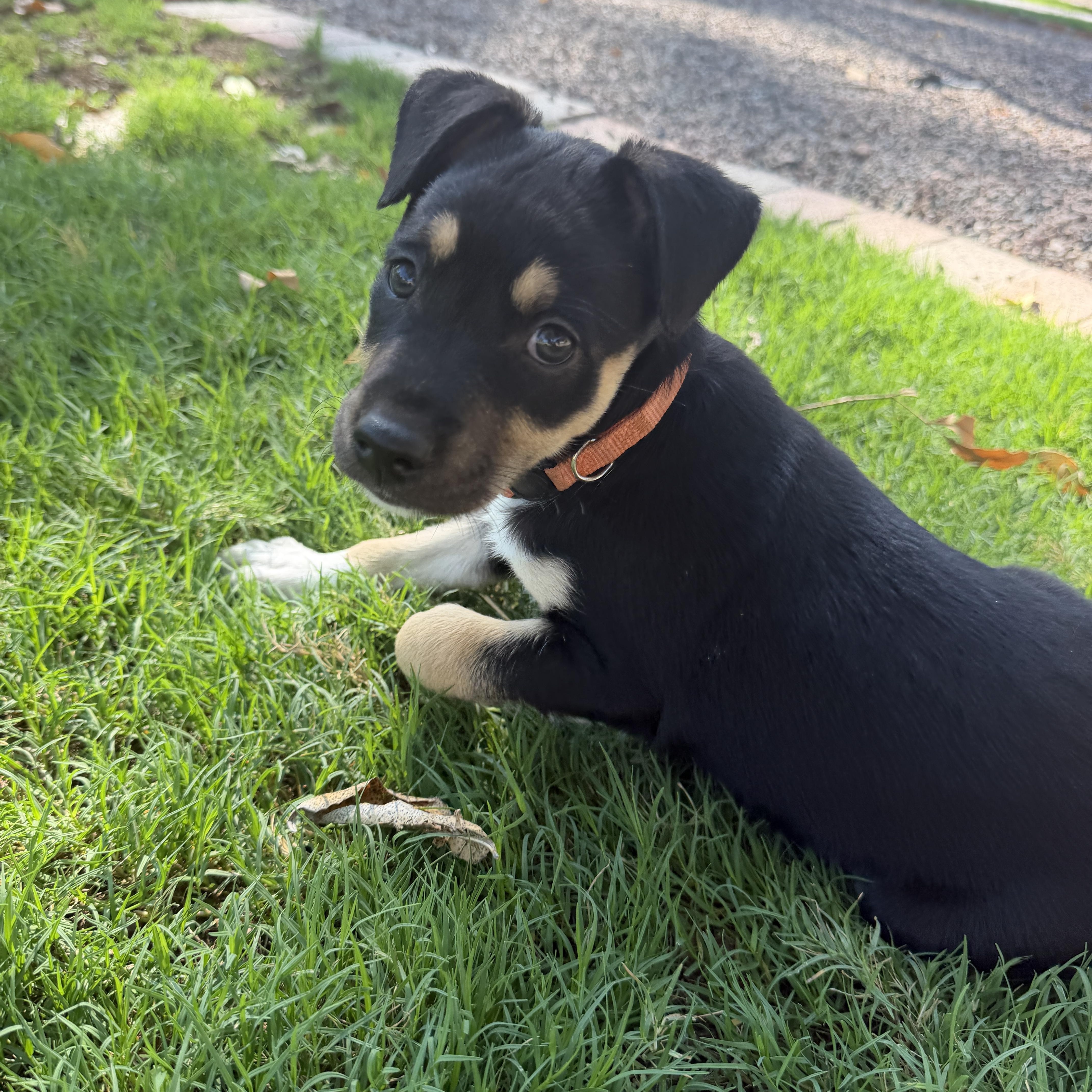 Enlarge Reide, a Adoptable mixed breed in Gilbert, AZ image 6/6