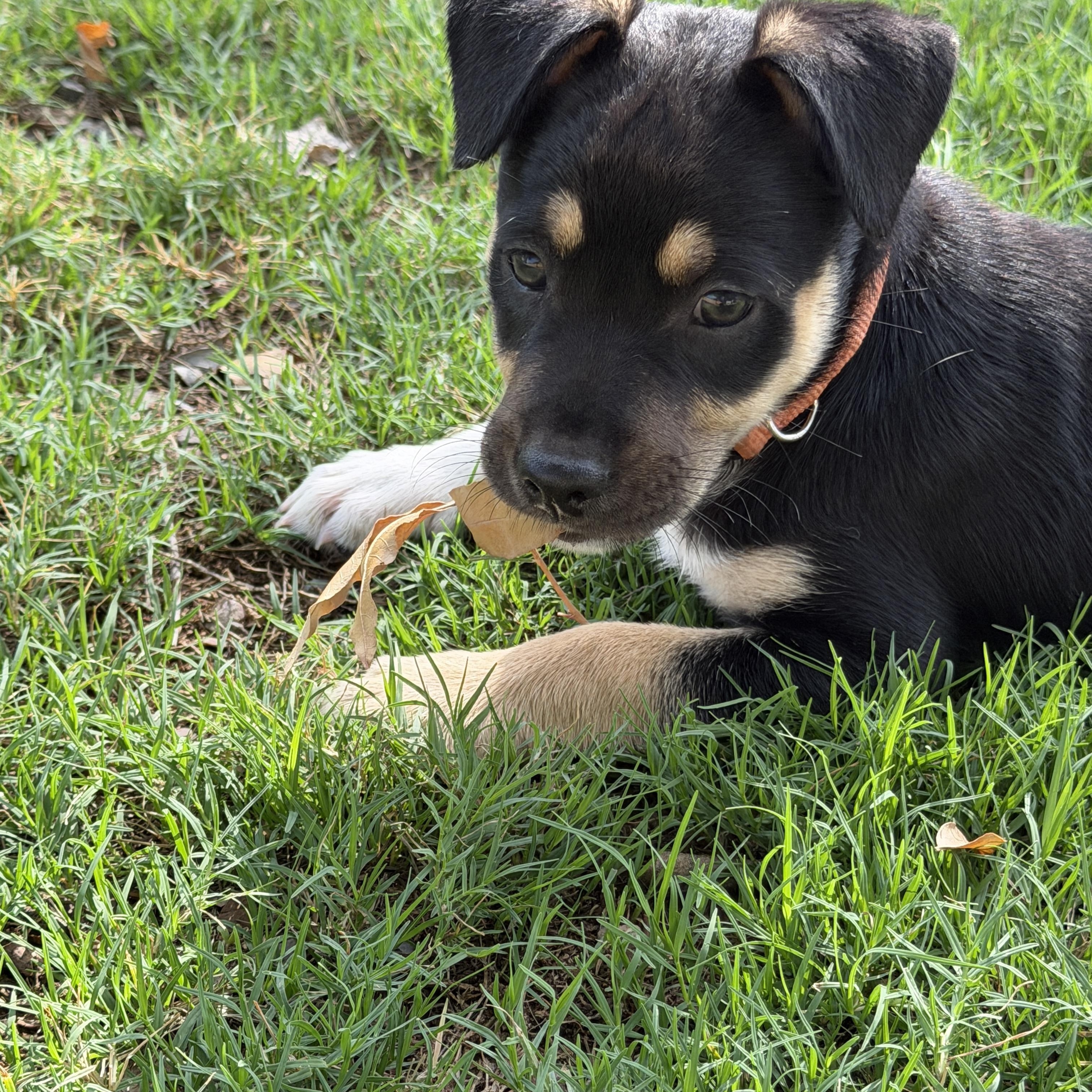 Enlarge Reide, a Adoptable mixed breed in Gilbert, AZ image 3/6