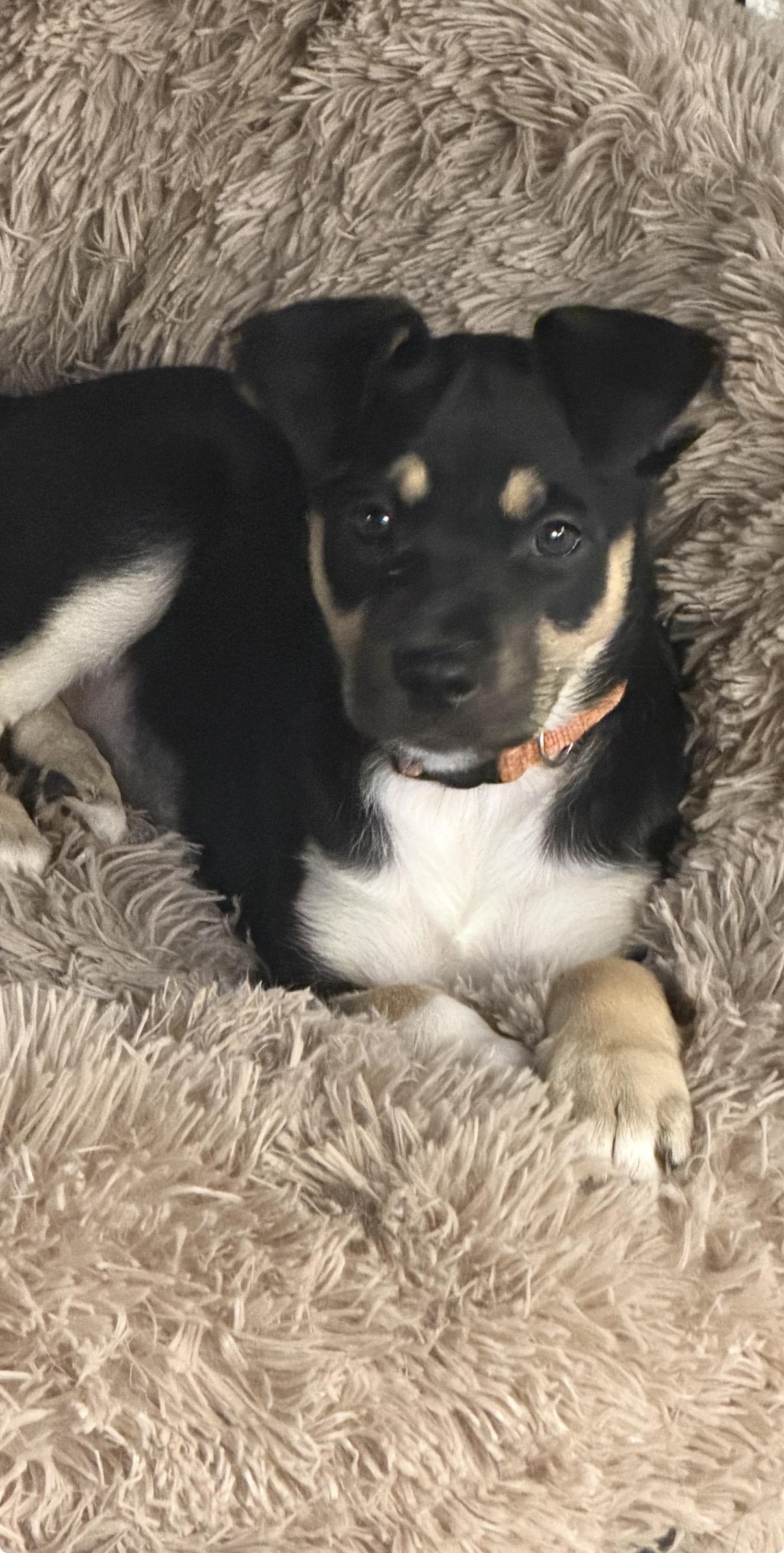Enlarge Reide, a Adopted mixed breed in Gilbert, AZ image 6/6