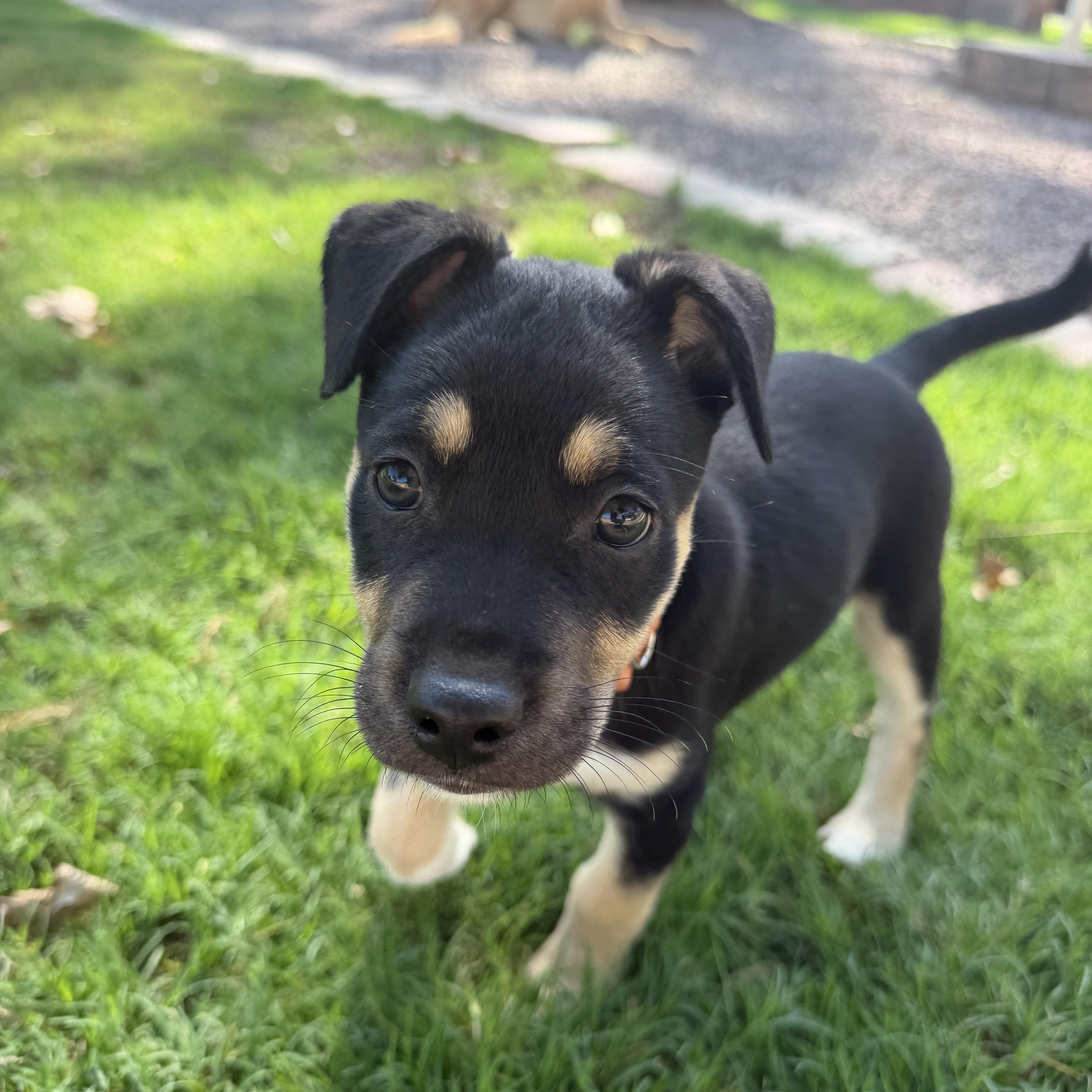 Enlarge Reide, a Adoptable mixed breed in Gilbert, AZ image 5/6