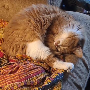 Enlarge Juno, a Adoptable Domestic Medium Hair in Downers Grove, IL image 2/3