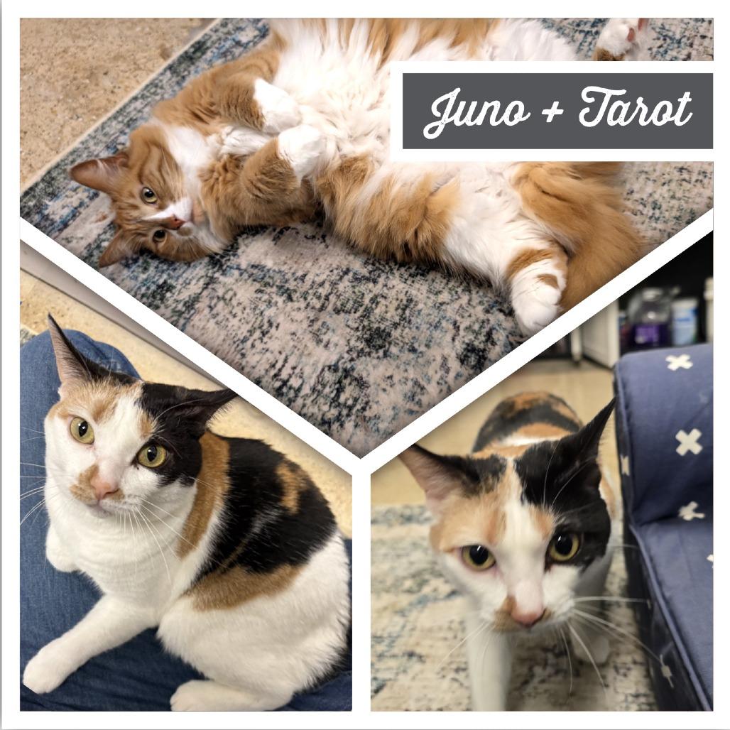Enlarge Juno, a Adoptable Domestic Medium Hair in Downers Grove, IL image 3/4