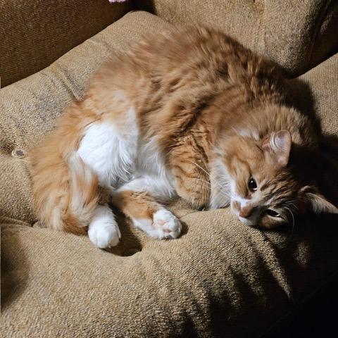 Enlarge Juno, a Adoptable Domestic Medium Hair in Downers Grove, IL image 3/3