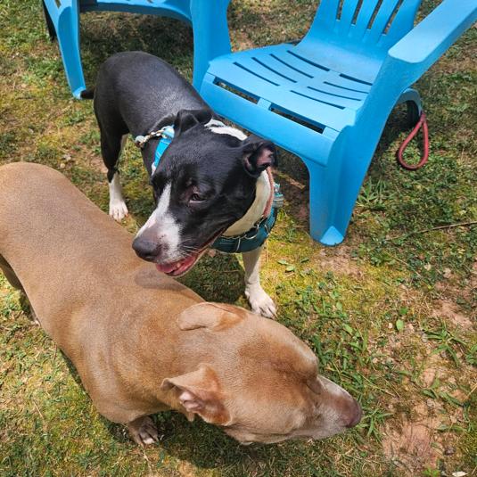 Novella, Adoptable, Adult Female Mixed Breed.