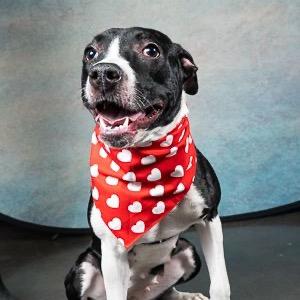 Enlarge Novella, a Adoptable Mixed Breed in Aldie, VA image 2/6