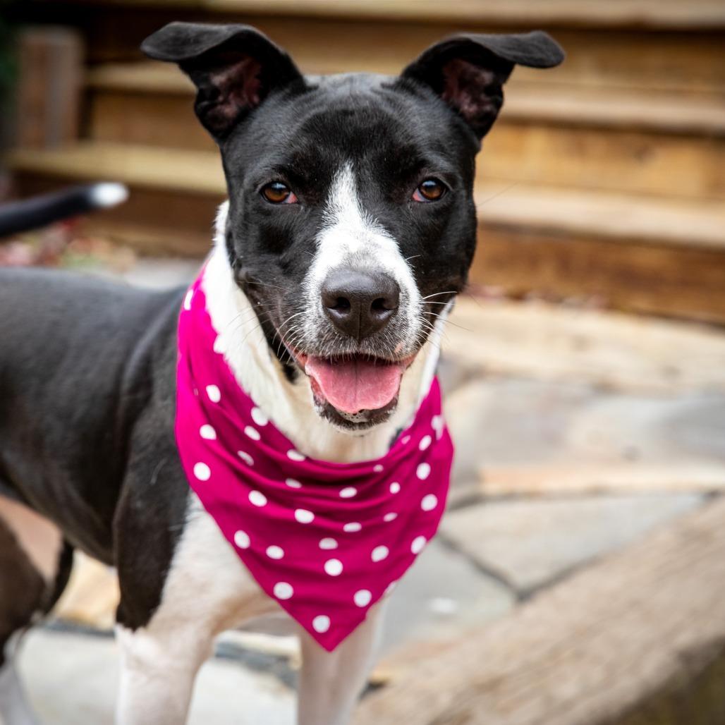 Enlarge Novella, a Adoptable Mixed Breed in Aldie, VA image 3/6