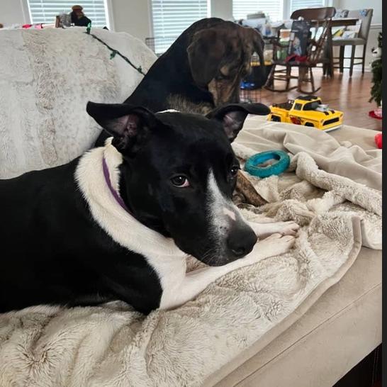 Enlarge Novella, a Adoptable Mixed Breed in Aldie, VA image 4/6