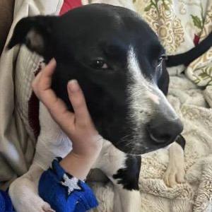 Enlarge Novella, a Adoptable Mixed Breed in Aldie, VA image 5/6