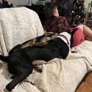 Enlarge Novella, a Adoptable Mixed Breed in Aldie, VA image 6/6