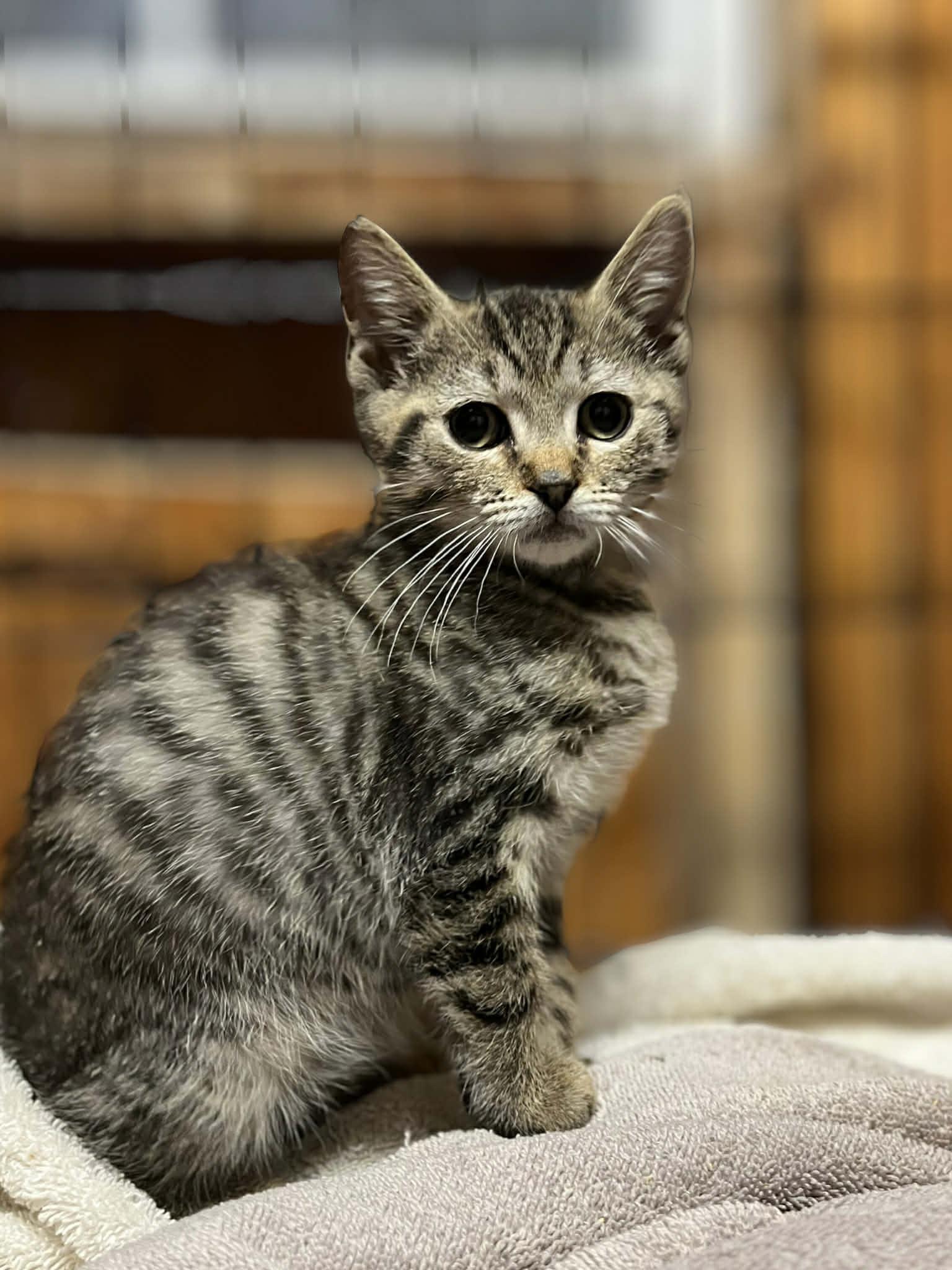 Enlarge Tarragon, an adopted Tabby in Wilmington, NC image 1/2