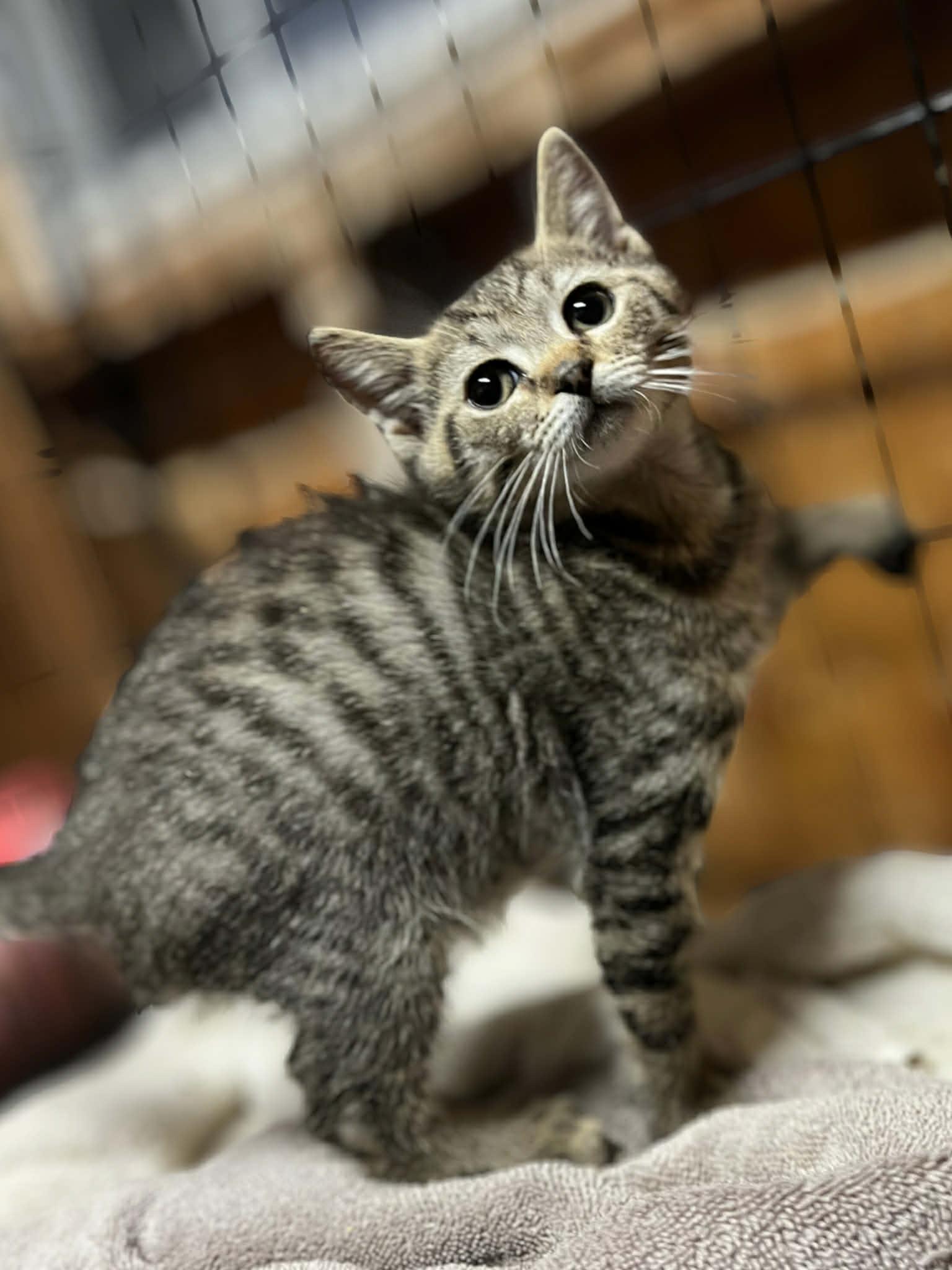 Enlarge Tarragon, an adopted Tabby in Wilmington, NC image 2/2