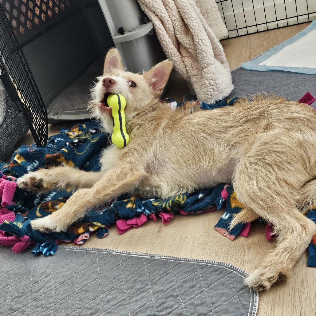 Coco, Adoptable, Young Male Chihuahua.