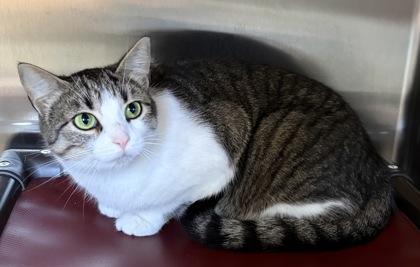 Enlarge Tip Toe & Tulip, a Adoptable Domestic Short Hair in Lincoln, MI image 2/2