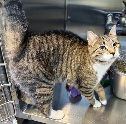 Tip Toe & Tulip, Adoptable, Adult Male Domestic Short Hair.